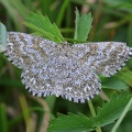 Heidespanner (Ematurga atomaria)