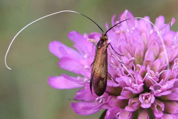 Skabiosen Langhornmotte (Nemophora metallica)