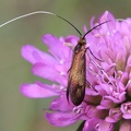 Skabiosen Langhornmotte (Nemophora metallica)
