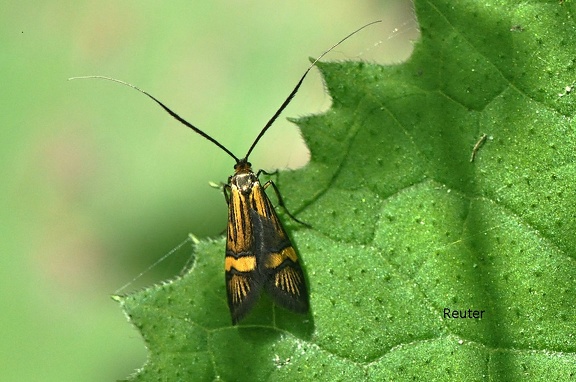 Gebänderte Langhornmotte (Nemophora degeerella)