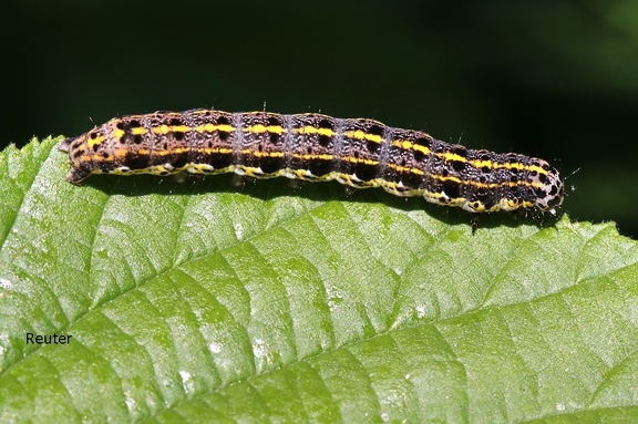 Rötliche Kätzcheneule (Orthosia miniosa)