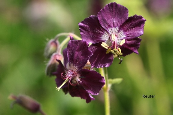 Brauner Storchschnabel (Geranium phaeum)