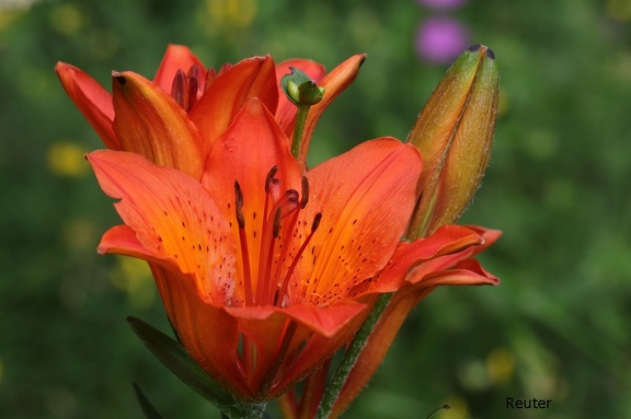 Feuer Lilie (Lilium bulbiferum)