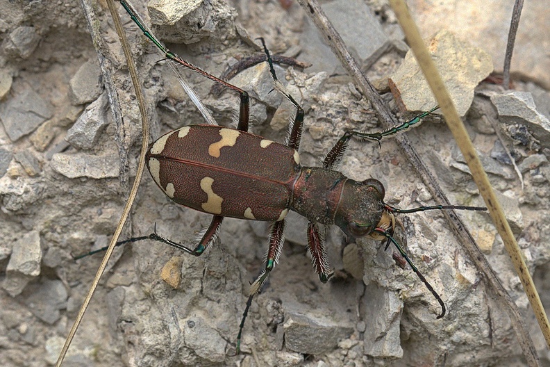 Bergsandlaufkäfer (Cicindela silvicola)