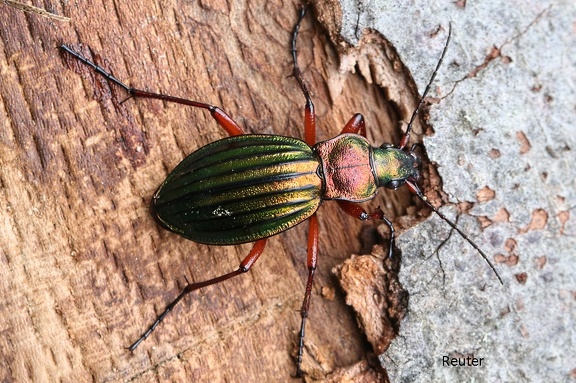 Goldglänzender Laufkäfer (Carabus auronitens)