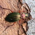 Goldglänzender Laufkäfer (Carabus auronitens)