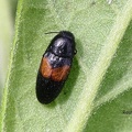 Gebänderter Scheinschnellkäfer (Drapetes cinctus)