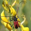 Blutbock (Purpuricenus budensis)