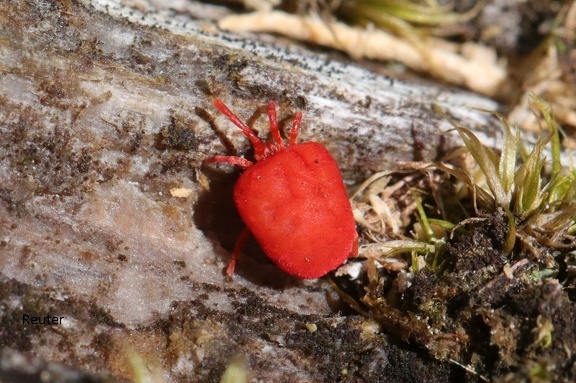 Rote Samtmilbe (Trombidium holosericeum)