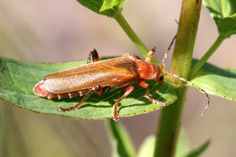 Variabler Weichkäfer (Cantharis livida).jpg