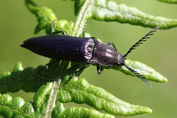 Kupferfarbener Kammhorn-Schnellkäfer (Ctenicera cuprea)