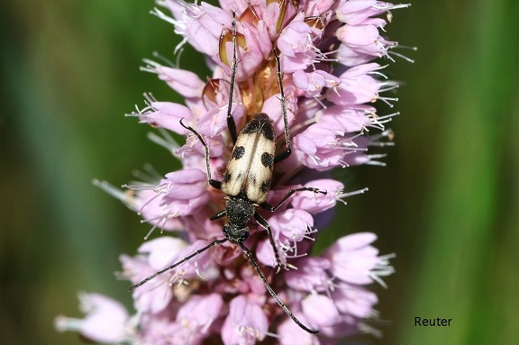 Gefleckter Blütenbock (Pachytodes cerambyciformis)