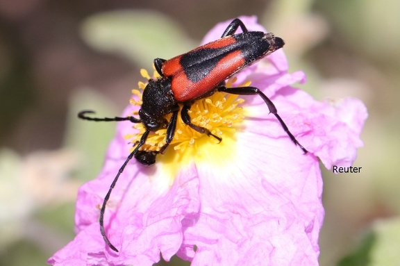 Beherzter Halsbock (Stictoleptura cordigera)