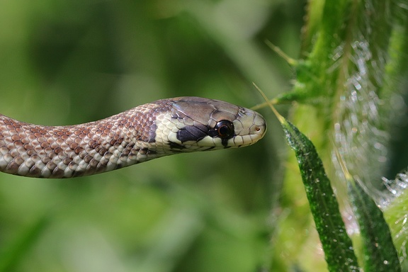 Äskulapnatter (Zamenis longissimus) 