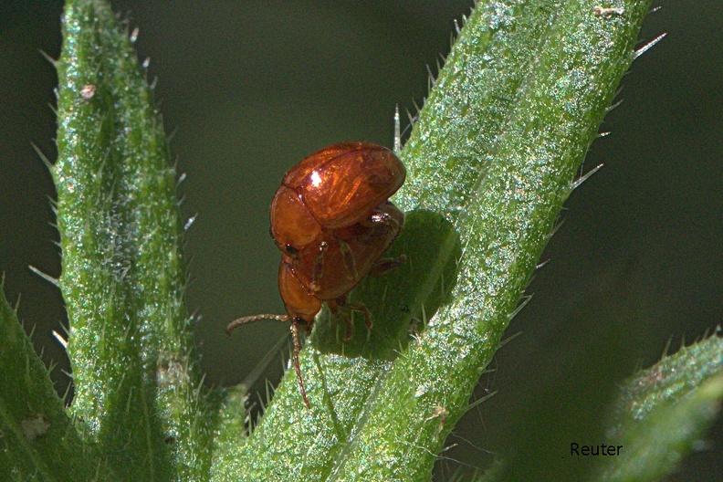 Artischockenerdfloh - Artichoke Beetle (Sphaeroderma testaceum)
Foto: Karl Reuter
Ort: Reutlingen-Betzingen
Kamera: Canon EOS 80 D, EF 100mm 1:2,8 L IS USM
Artischockenerdfloh (Sphaeroderma testaceum).jpg