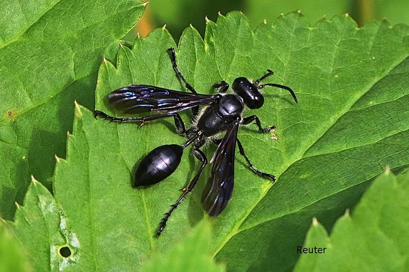 Stahlblauer Grillenjäger (Isodontia mexicana)