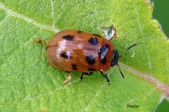 Korbweiden-Blattkäfer (Gonioctena viminalis)