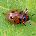 Korbweiden-Blattkäfer (Gonioctena viminalis)