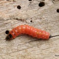 Buntkäfer (Trichodes leucopsideus)