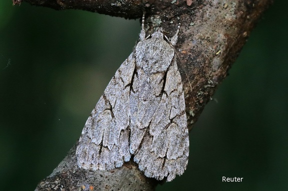 Pfeileule (Acronicta psi)