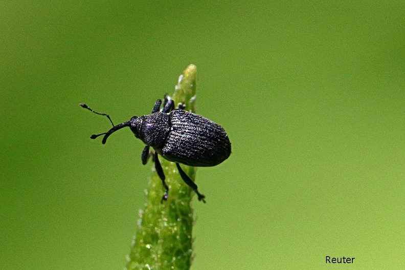 Rapsschotenrüssler (Ceutorhynchus obstrictus)