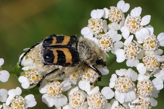 Gebänderter Pinselkäfer (Trichius fasciatus)