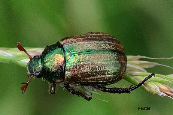 Julikäfer (Anomala dubia)