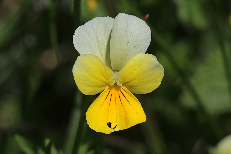 Gelbes Alpen-Stiefmütterchen (Viola lutea).jpg