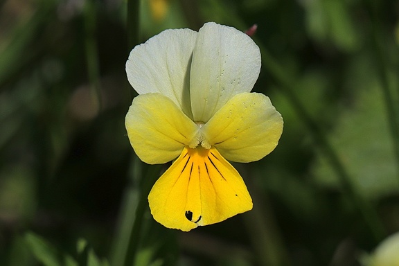 Acker-Stiefmütterchen (Viola arvensis)