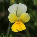 Acker-Stiefmütterchen (Viola arvensis)