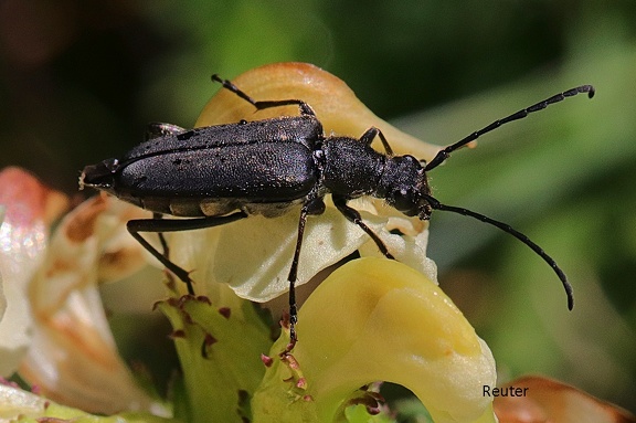 Schwarzrandiger Schmalbock (Anastrangalia dubia)