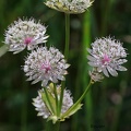 Große Sterndolde (Astrantia major)
