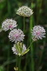 Große Sterndolde (Astrantia major)