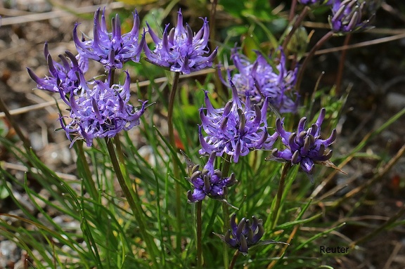 Halbkugelige Teufelskralle (Phyteuma hemisphaericum)