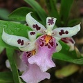 Degamoara Hybride