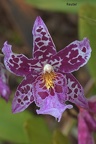 Beallara Hybride