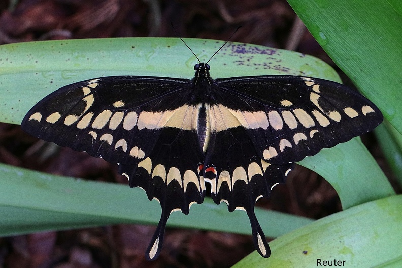 Großer Schwalbenschwanz (Papilio cresphontes).jpg