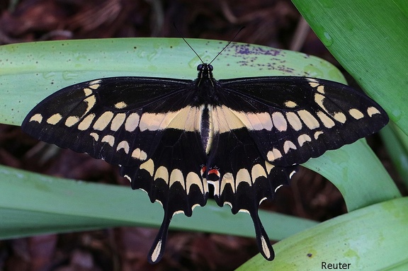 Großer Schwalbenschwanz (Papilio cresphontes)