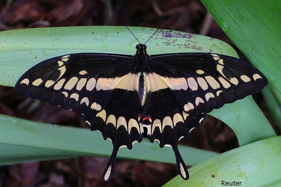 Großer Schwalbenschwanz (Papilio cresphontes)