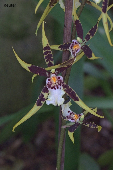 Brassia-Orchidee (Brassia arachnoidea)