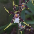 Brassia-Orchidee (Brassia arachnoidea)