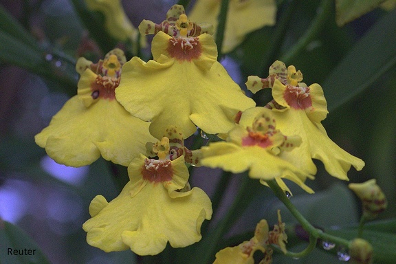 Oncidium-Orchidee (Oncidium sp.)
