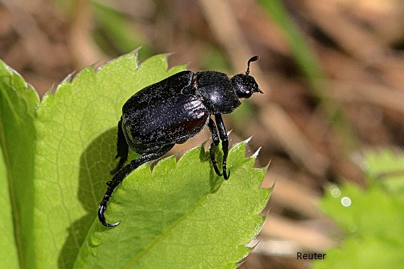 Purzelkäfer (Hoplia sp.)