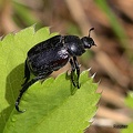 Purzelkäfer (Hoplia sp.)