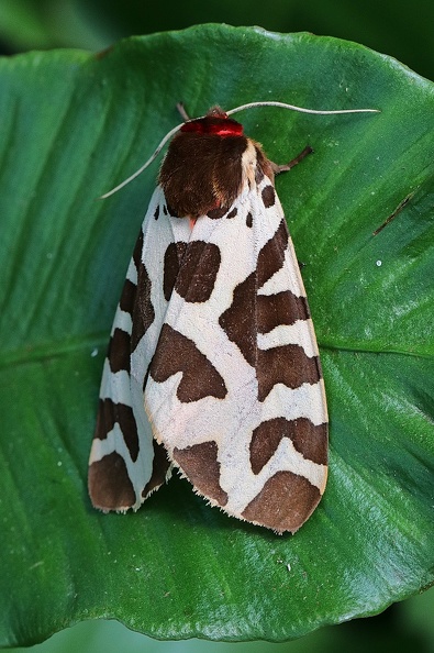 Brauner Bär - Garden Tiger Moth (Arctia caja)
Foto: Karl Reuter
Ort: Reutlingen-Betzingen
Kamera: Canon EOS 80 D, EF 100mm 1:2,8 L IS USM Braune Bär (Arctia caja).jpg