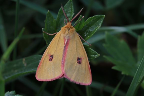 Rotrand-Bär (Diacrisia sannio)