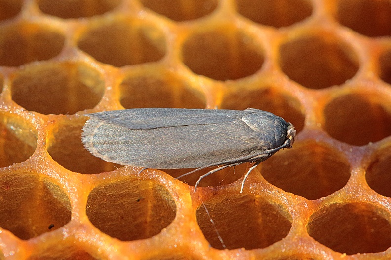 Kleine Wachsmotte (Achroia grisella)