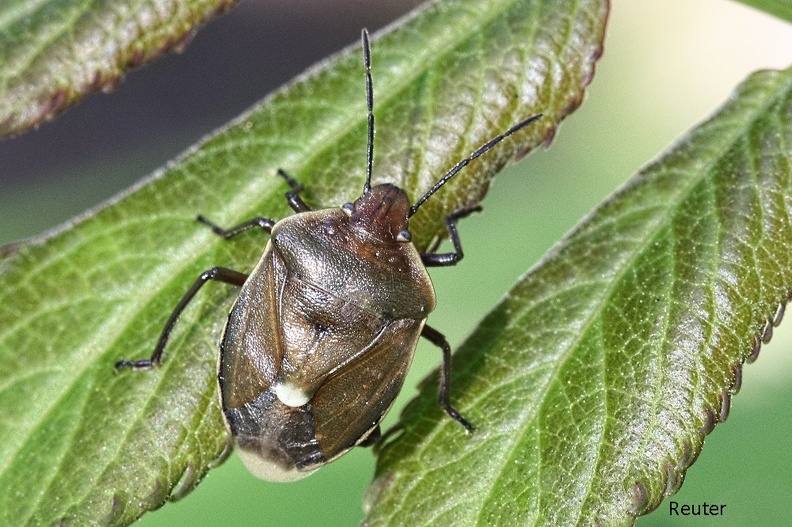 Föhrengast (Chlorochroa pinicola).jpg