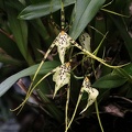 Brassia-Orchidee (Brassia sp.)