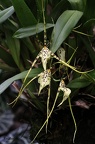Brassia-Orchidee (Brassia sp.)
